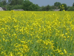 Озимий ріпак 