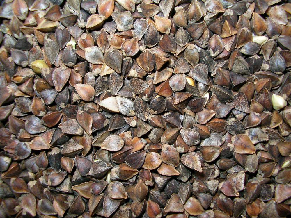 Насіння гречки