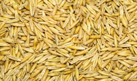 Насіння вівса