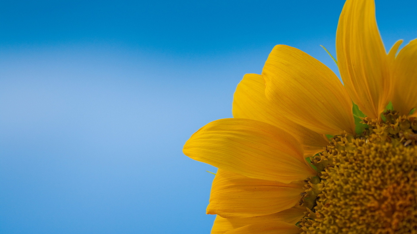 НАСІННЯ сортів та гібридів  СОНЯШНИКУ врожаю  2013- 2014 р