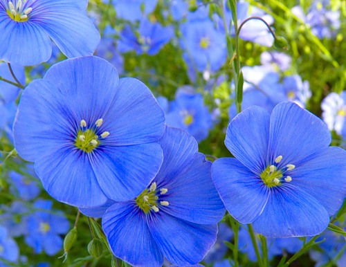 Закуповуємо льон