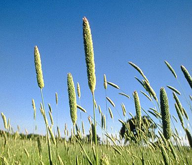 Закуповуємо канареечник