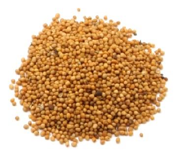 Закуповуємо гірчицю