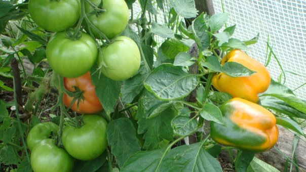 Регулятори росту рослин