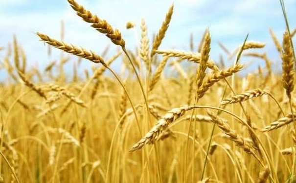 Насіння ячменю Квенч