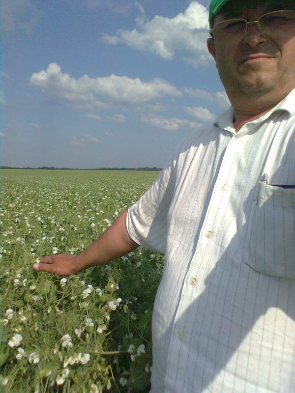 Горох посівний Оплот еліта