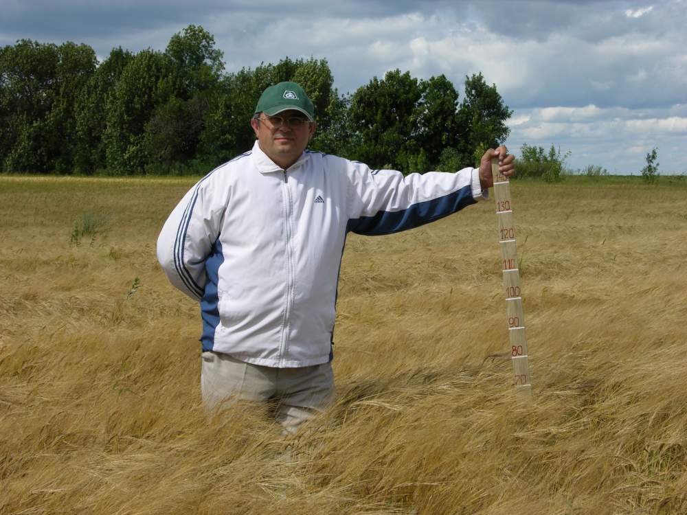 Ячмінь ярий Ксанаду