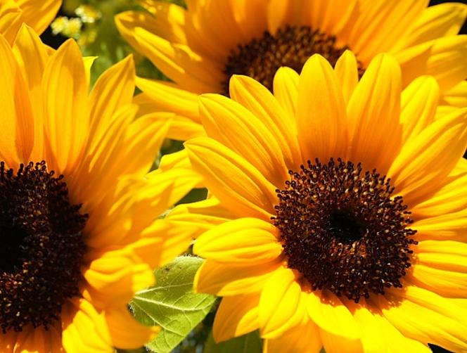 Насіння соняшнику Фундуле 225 середньоранній