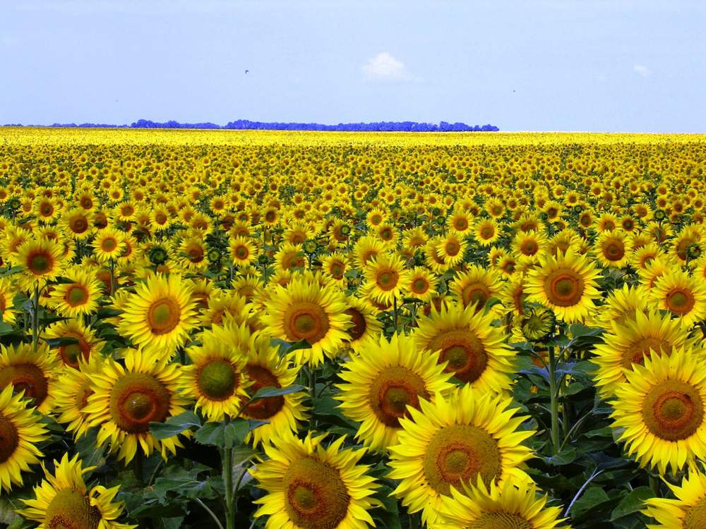 Насіння соняшнику Антрацит