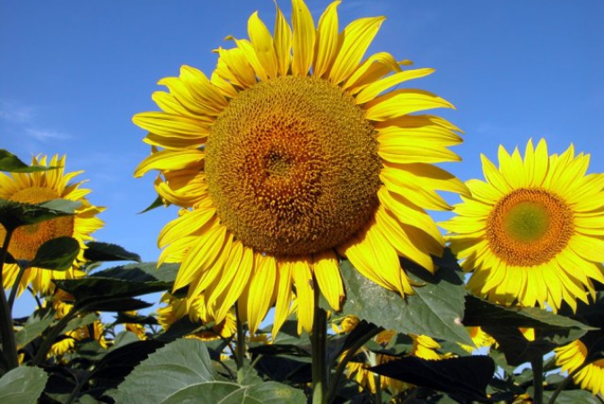 Насіння соняшнику Базальт