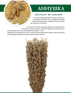 Сорт сої "Аннушка"