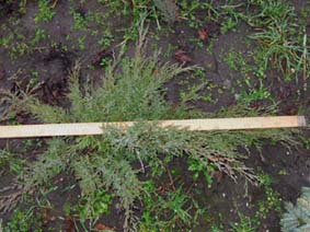 Ялівець Козацький Сріблястий