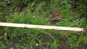 Ялівець Козацький зелений