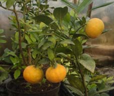 Мандарин карликовий Крупноплідний Уншіу