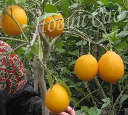 Лимон Мейєра