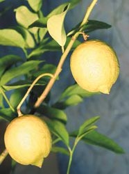 Лимон Павловський