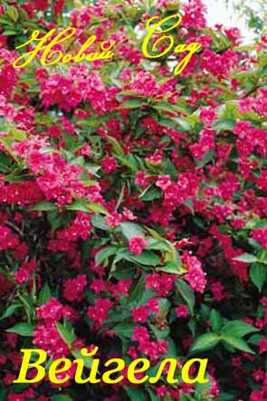 Вейгела