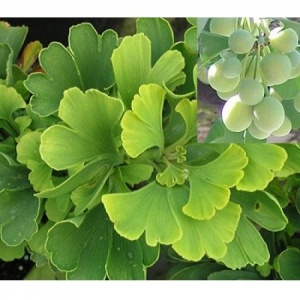 Саджанці гінкго білоба