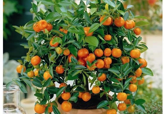 Саджанці кімнатний мандарин