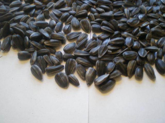 Закуповуємо соняшник Мерлін