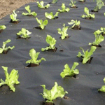 Агроволокно Plantex