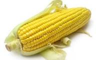 Насіння кукурудзи 