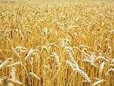Насіння Пшениці