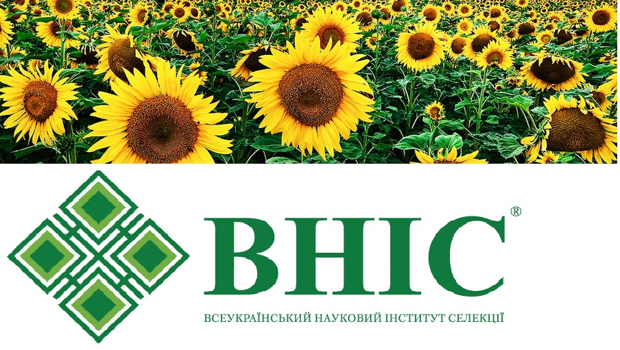 Насіння соняшника та кукурудзи компанії ВНІС.