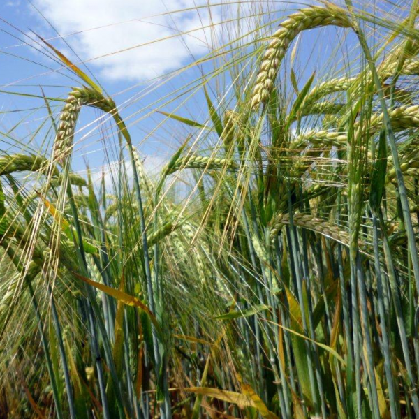 Насіння ячменю