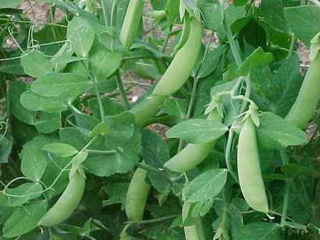 Насіння гороху