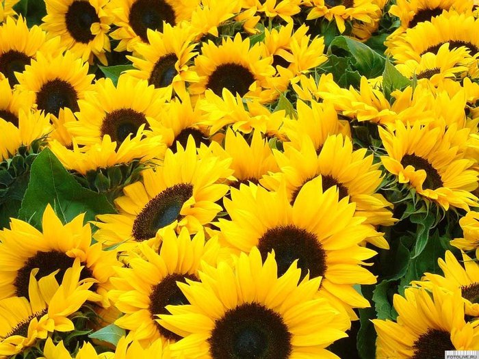 Насіння олійних культур