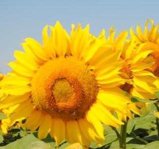 Насіння соняшнику