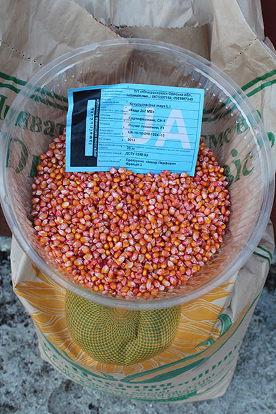Насіння кукурудзи