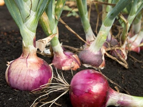 Вирощування цибулі – насіння чи севка?